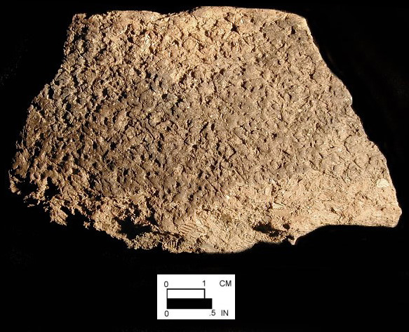 Mockley rim sherd from the Carey Farm, 7K-D-3 (Courtesy of the Delaware State Museums.)